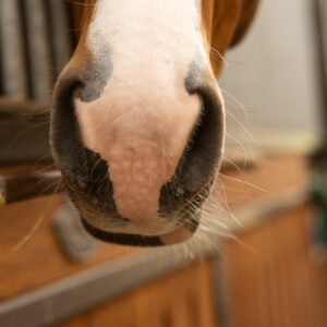 détails chevaux (11)
