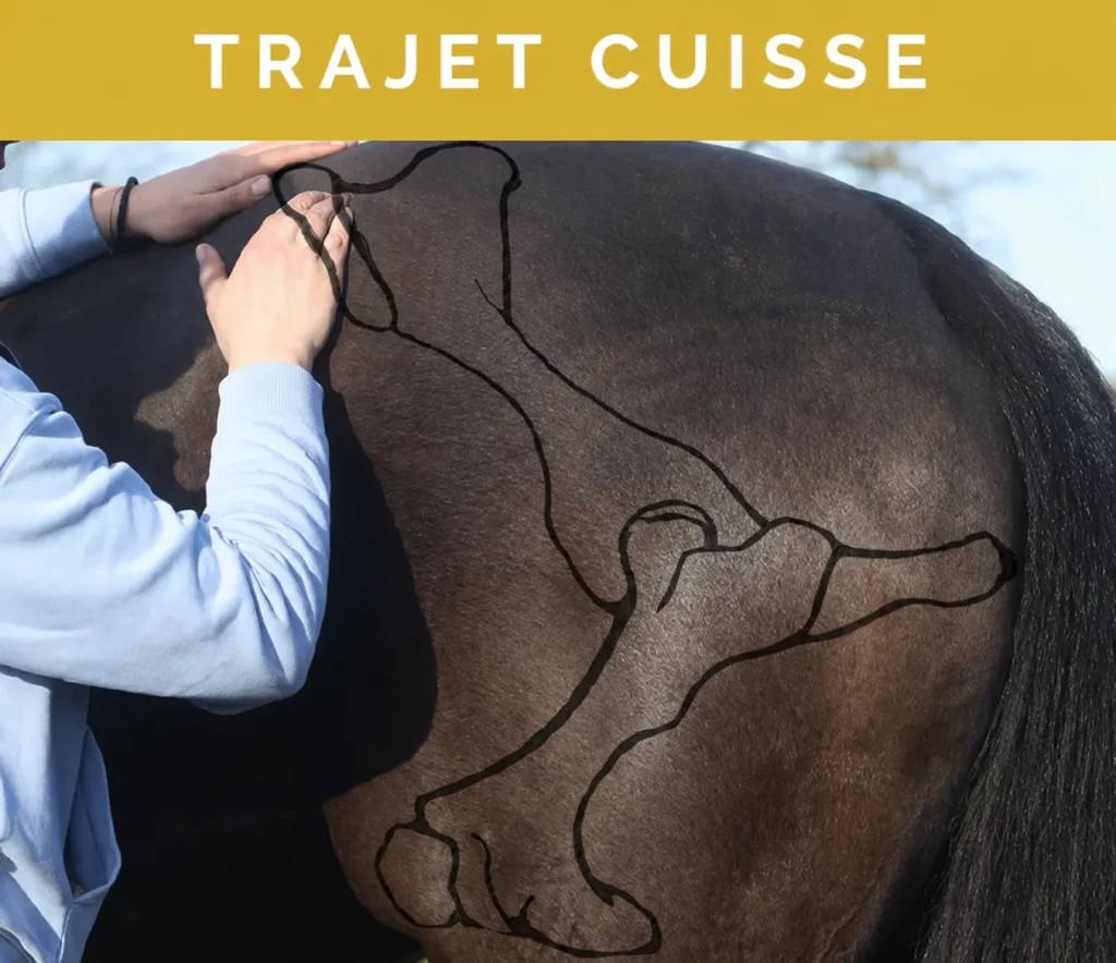 trajet cuisse opt